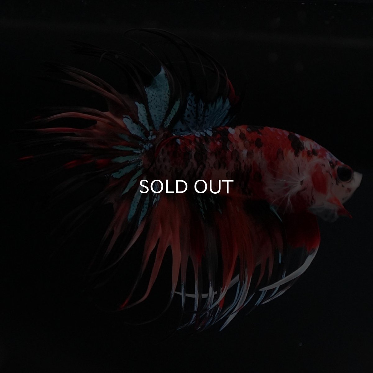 画像2: CT　キャンディ (2)