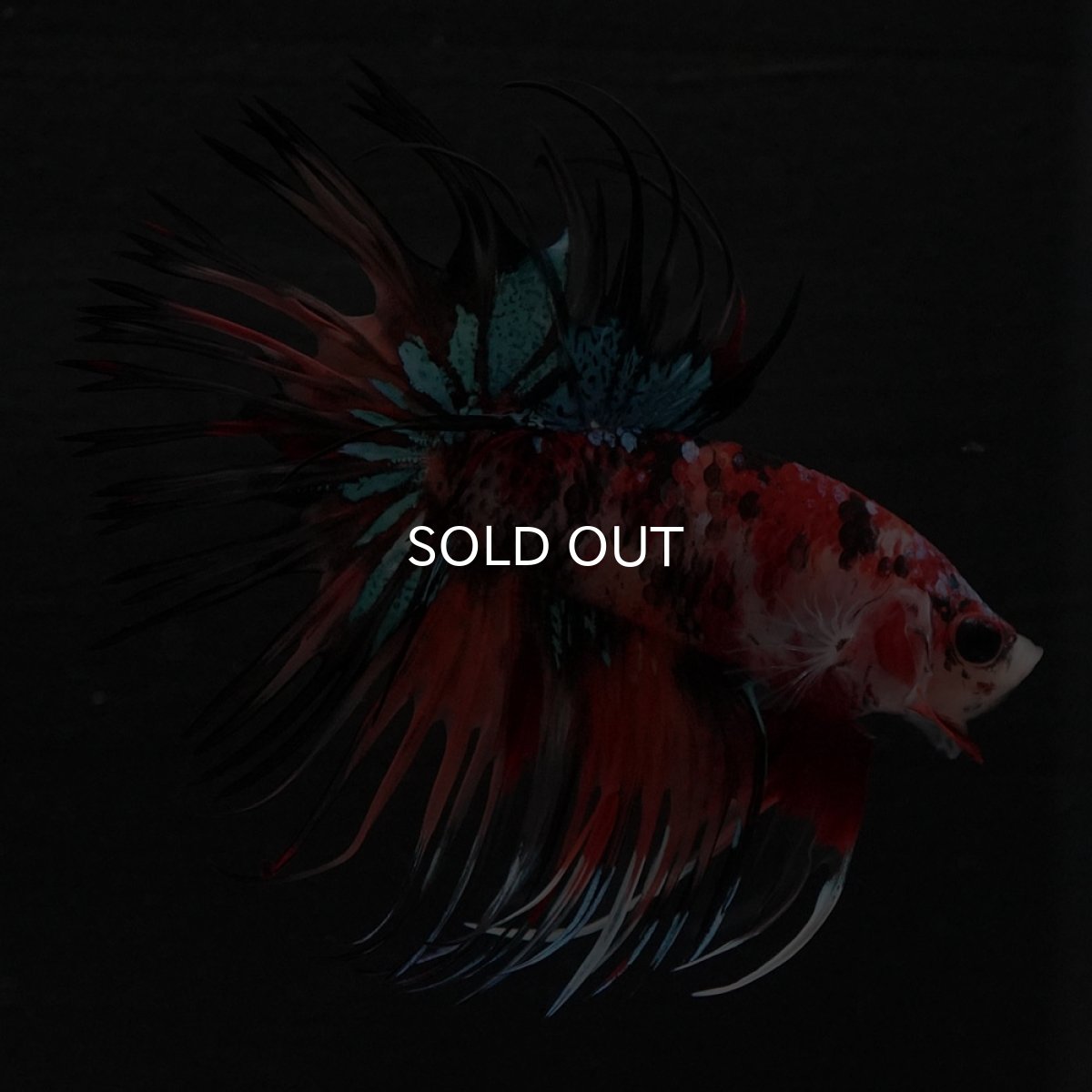 画像7: CT　キャンディ (7)