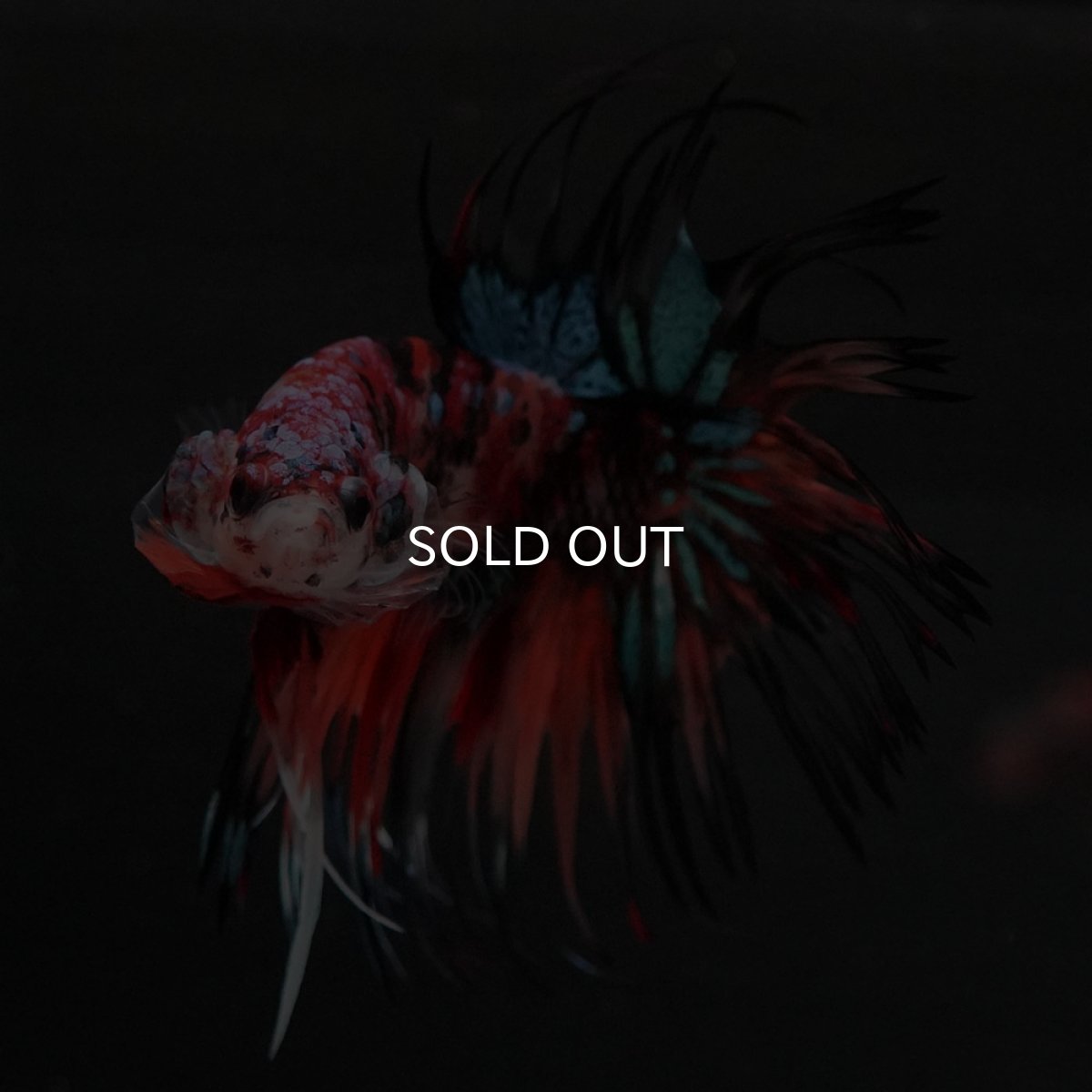 画像8: CT　キャンディ (8)