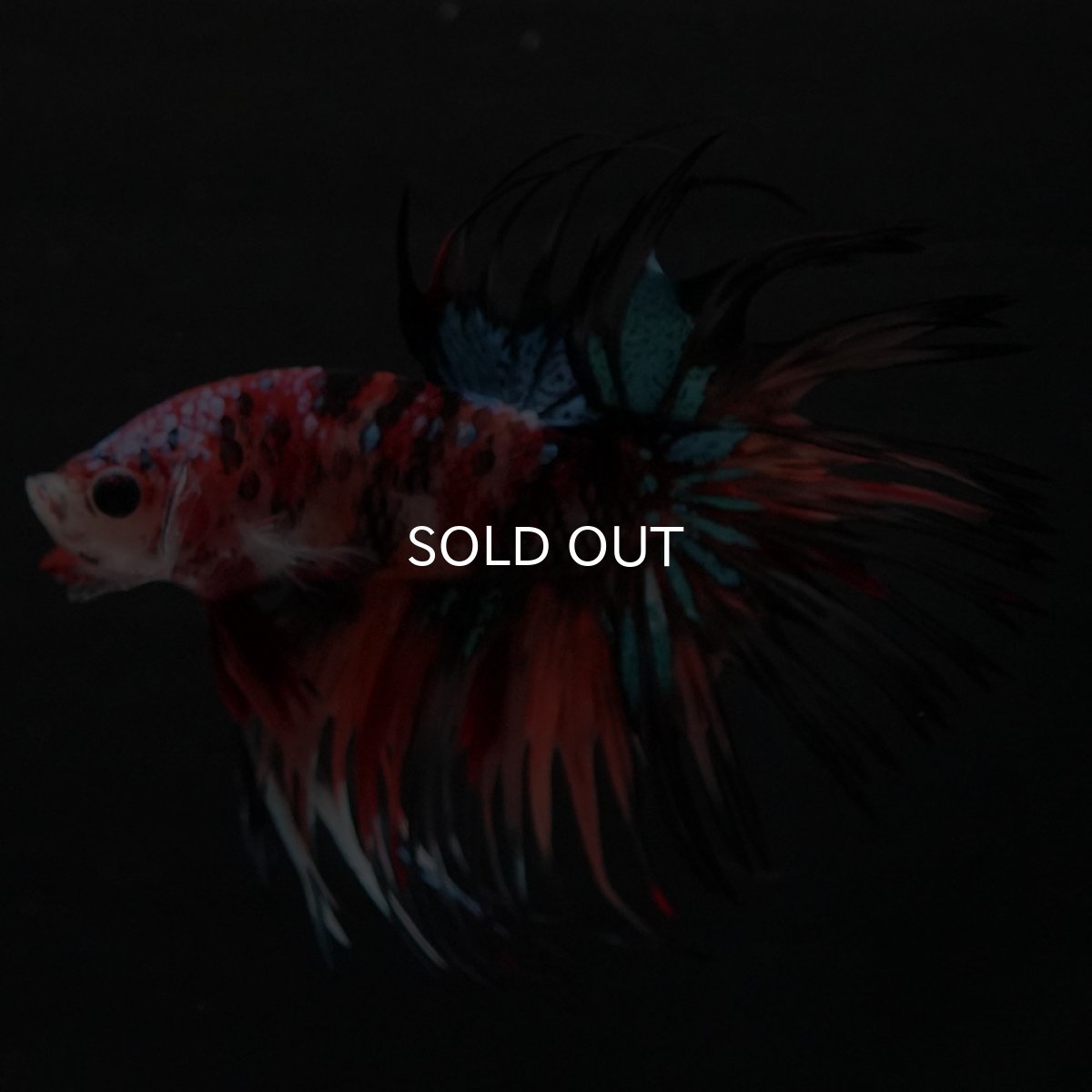 画像3: CT　キャンディ (3)