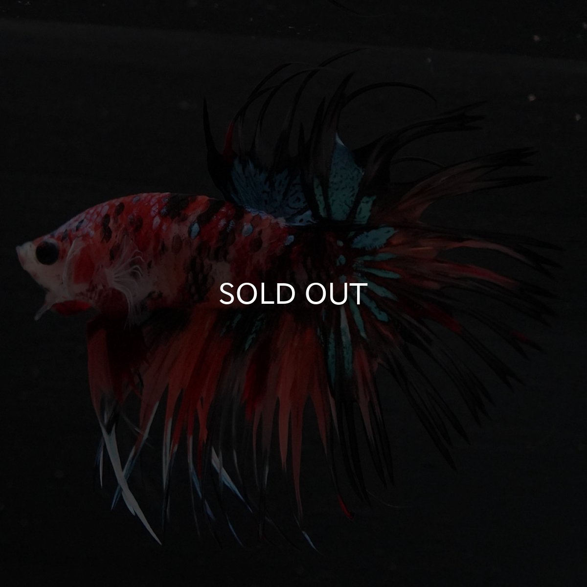 画像4: CT　キャンディ (4)