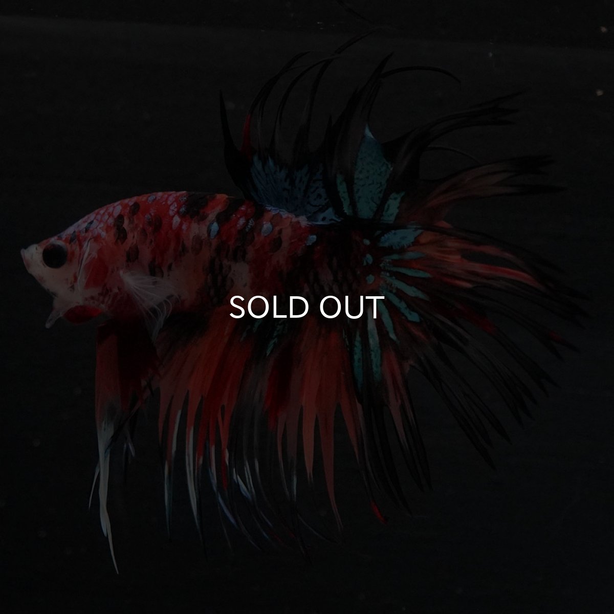 画像6: CT　キャンディ (6)