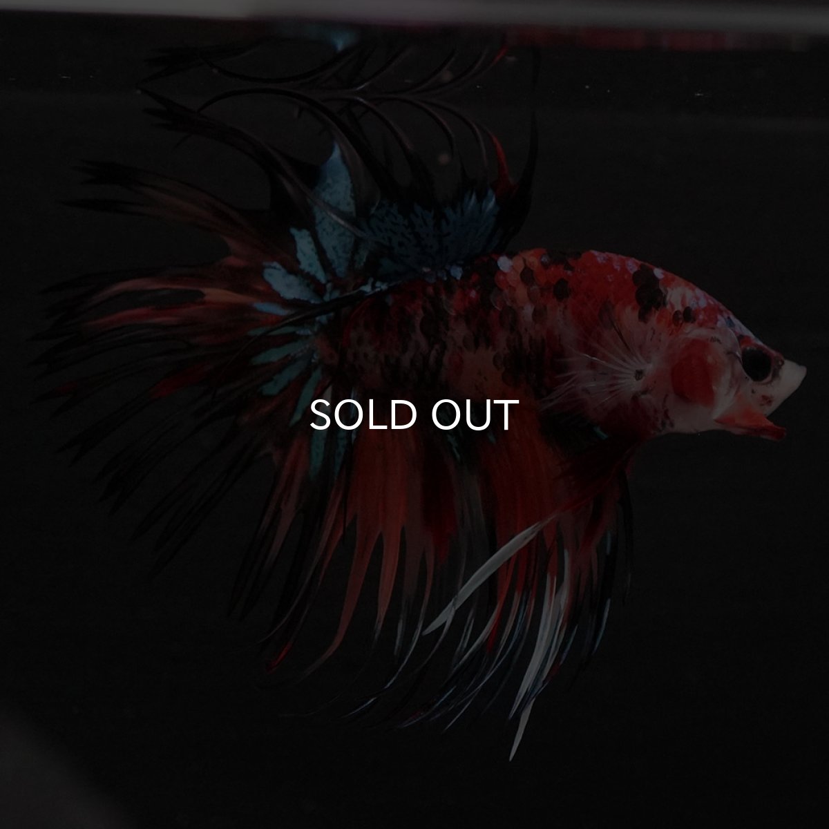 画像9: CT　キャンディ (9)