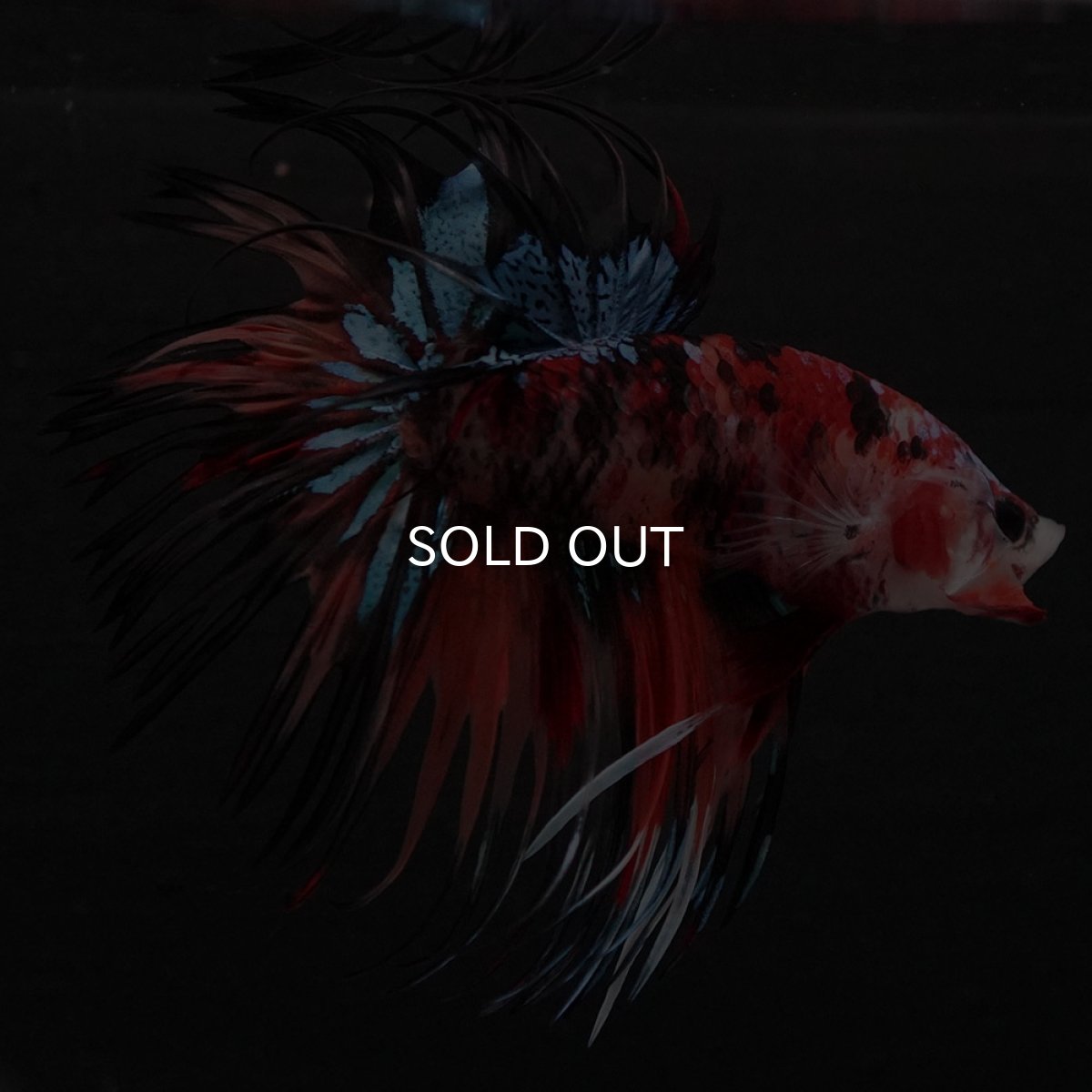 画像5: CT　キャンディ (5)