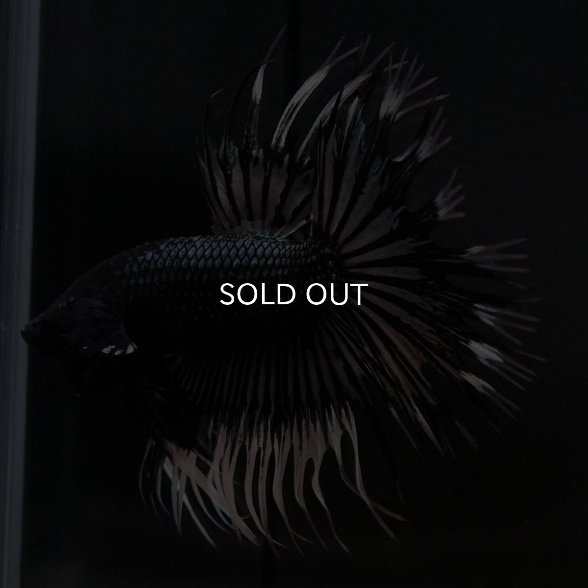 画像9: CT ブラックカッパーバタフライ (9)