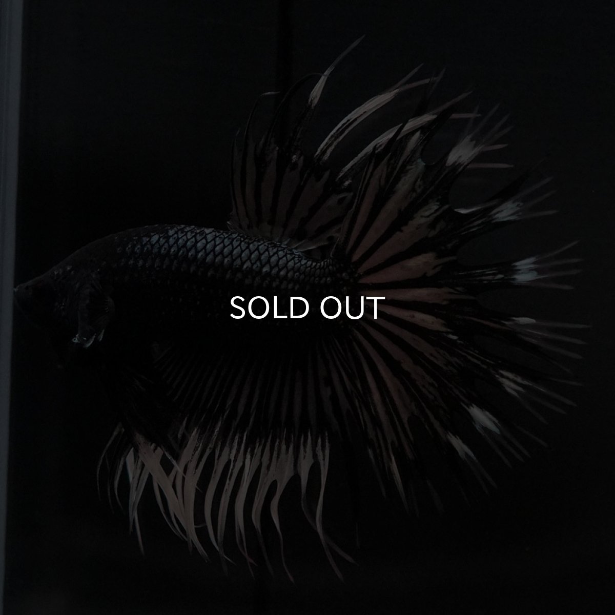 画像8: CT ブラックカッパーバタフライ (8)