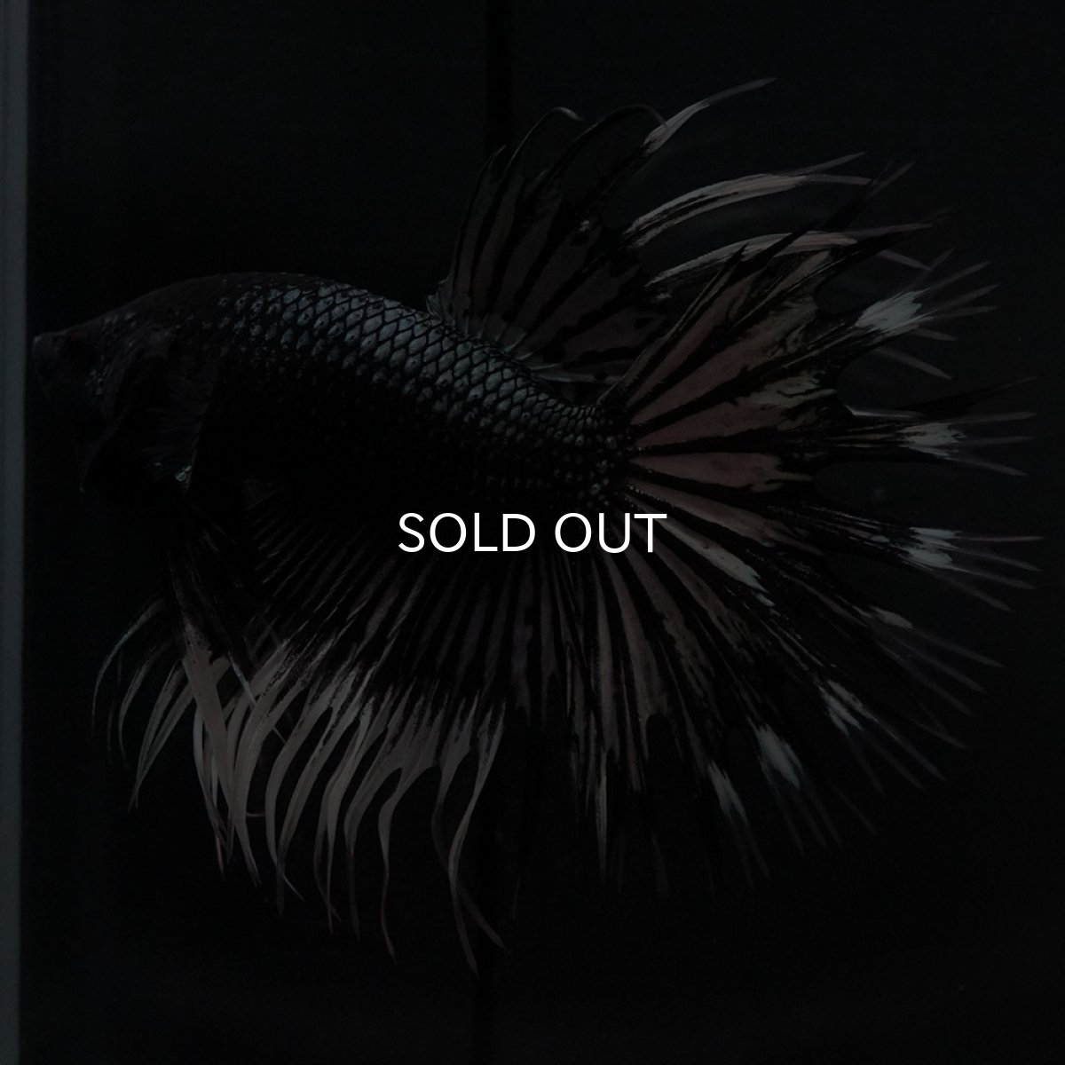 画像4: CT ブラックカッパーバタフライ (4)