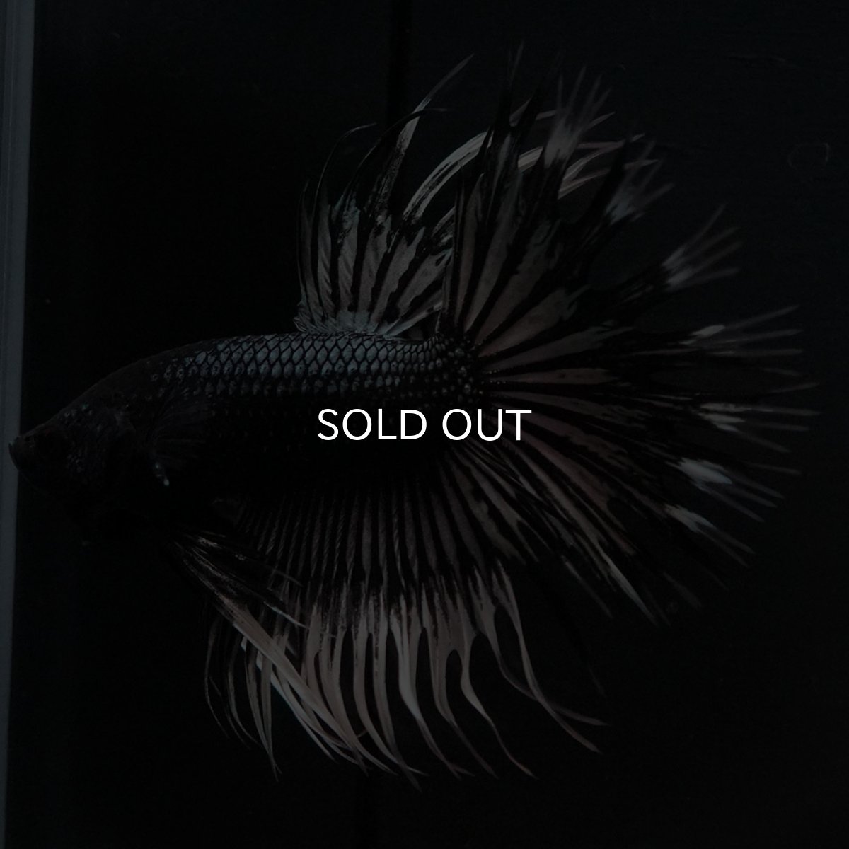 画像6: CT ブラックカッパーバタフライ (6)