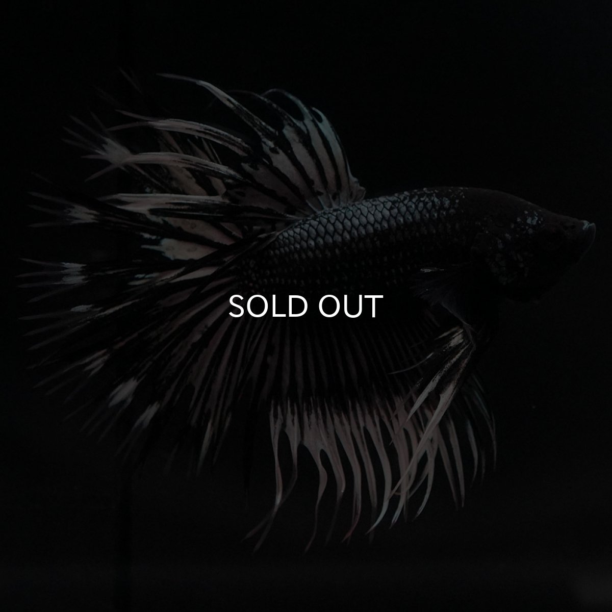 画像7: CT ブラックカッパーバタフライ (7)