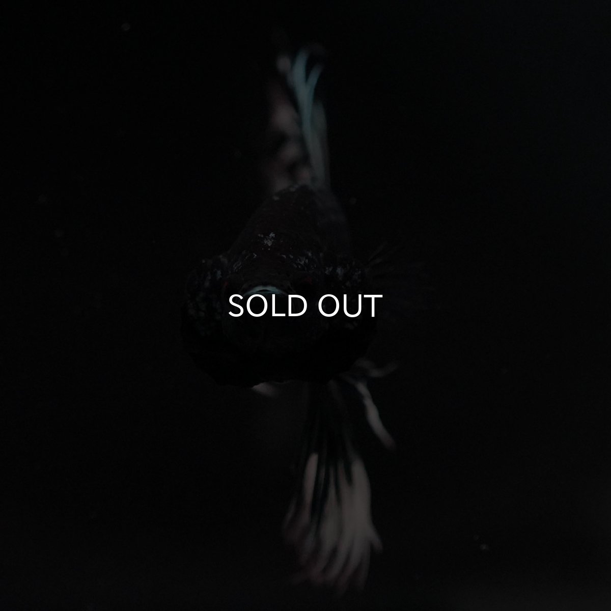 画像3: CT ブラックカッパーバタフライ (3)