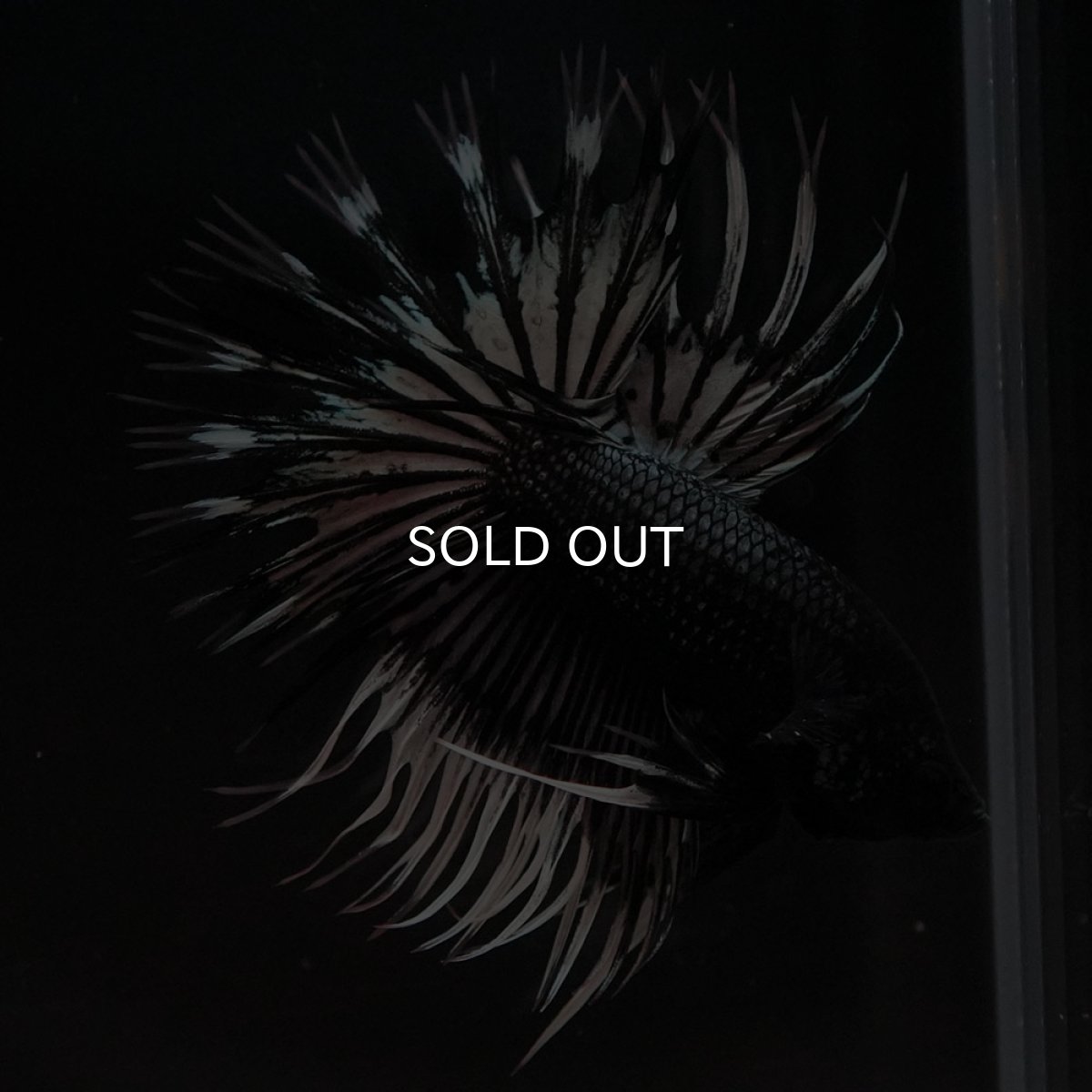 画像2: CT ブラックカッパーバタフライ (2)