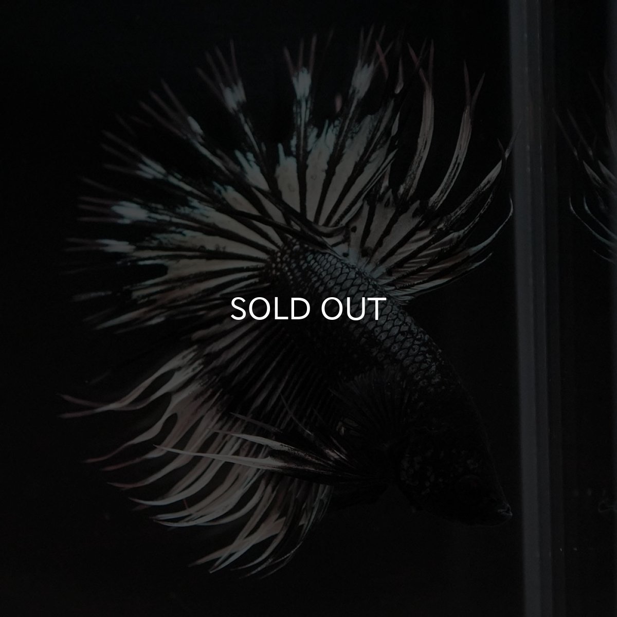 画像5: CT ブラックカッパーバタフライ (5)