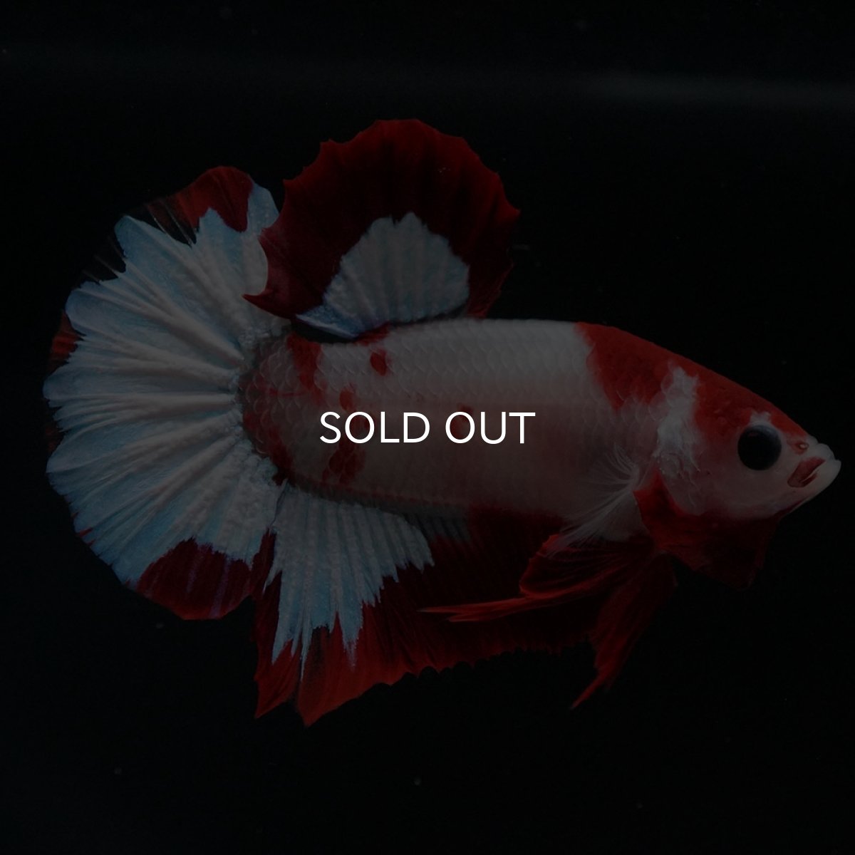 画像3: HMPK ファンシーレッド (3)