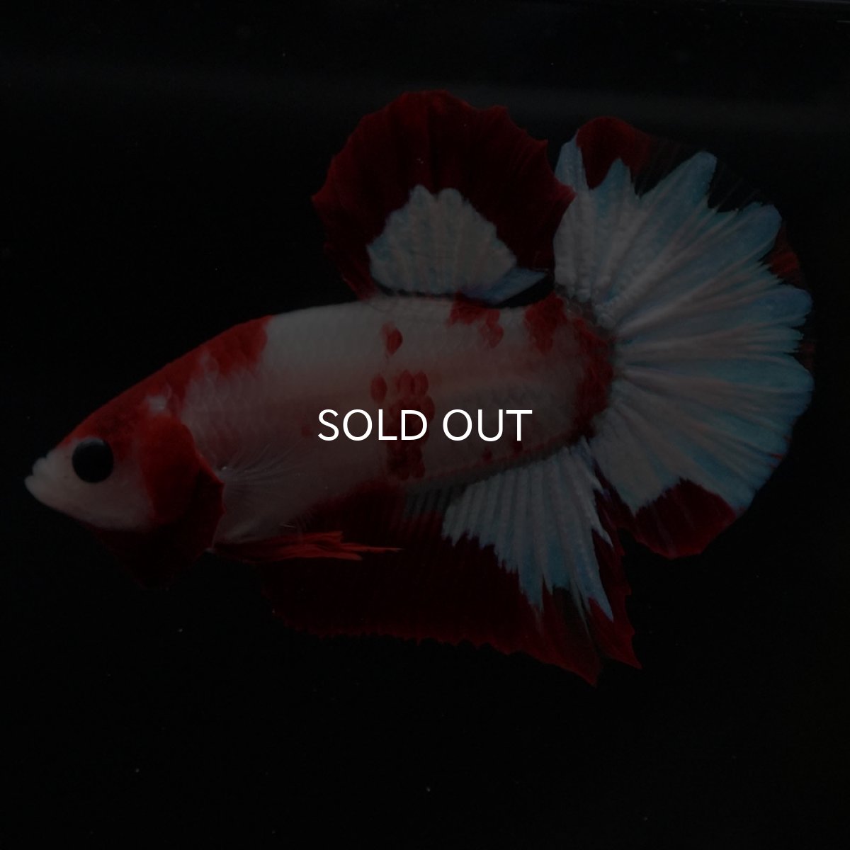 画像10: HMPK ファンシーレッド (10)