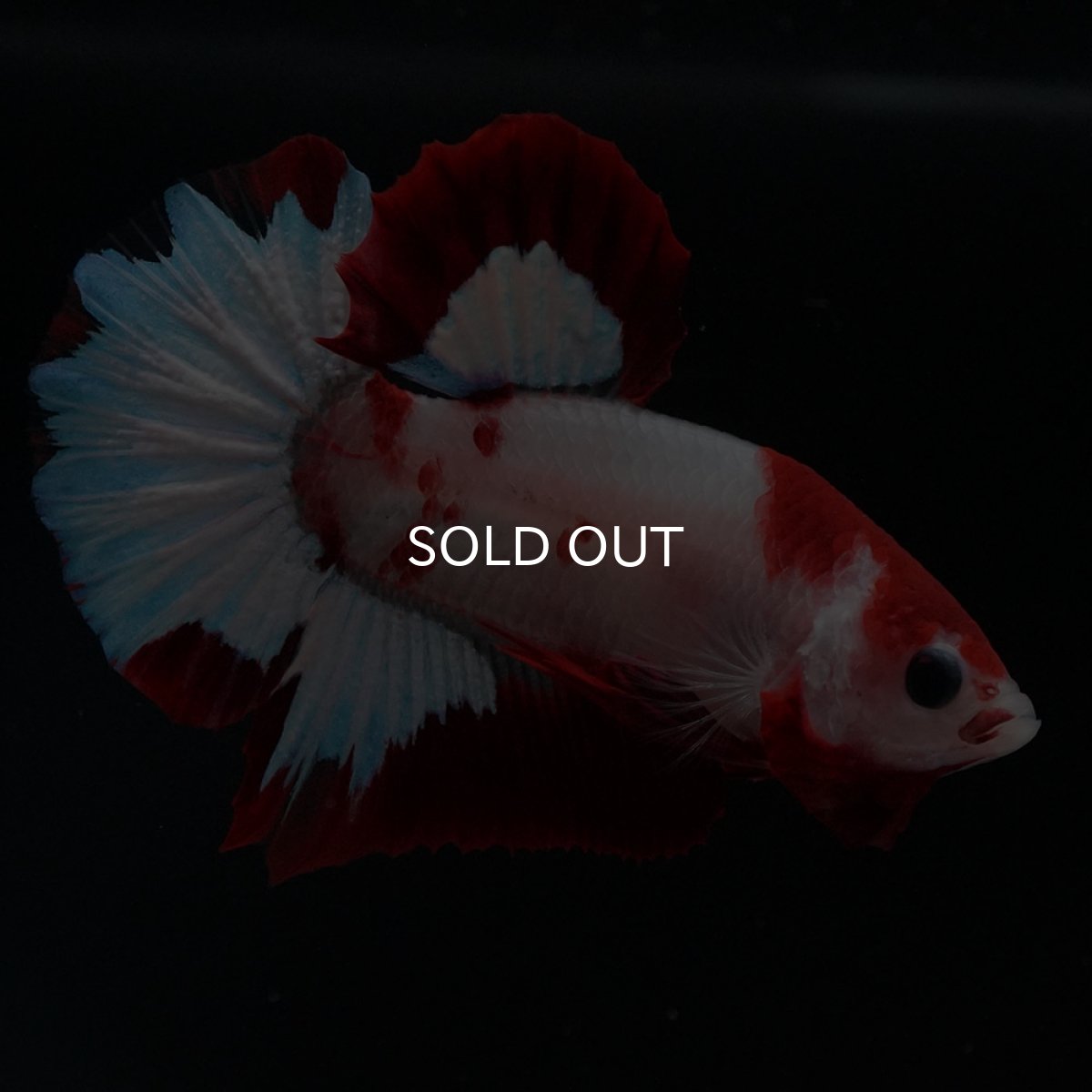 画像7: HMPK ファンシーレッド (7)