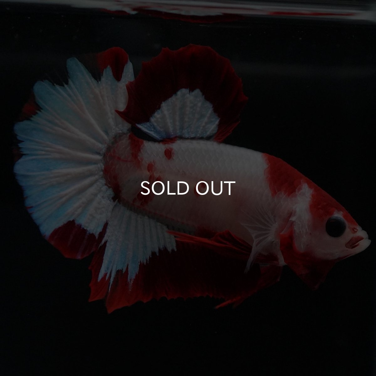 画像9: HMPK ファンシーレッド (9)