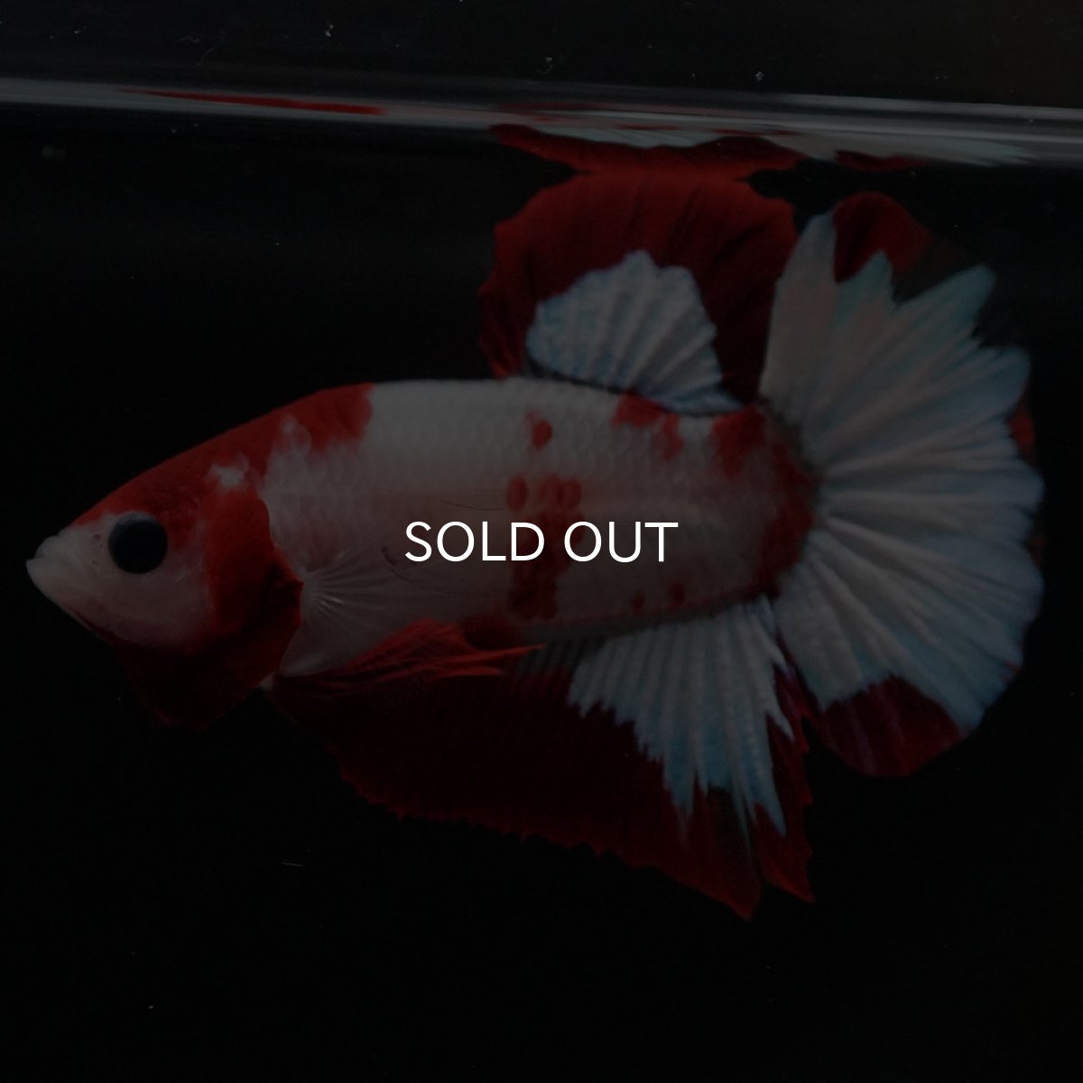 画像4: HMPK ファンシーレッド (4)