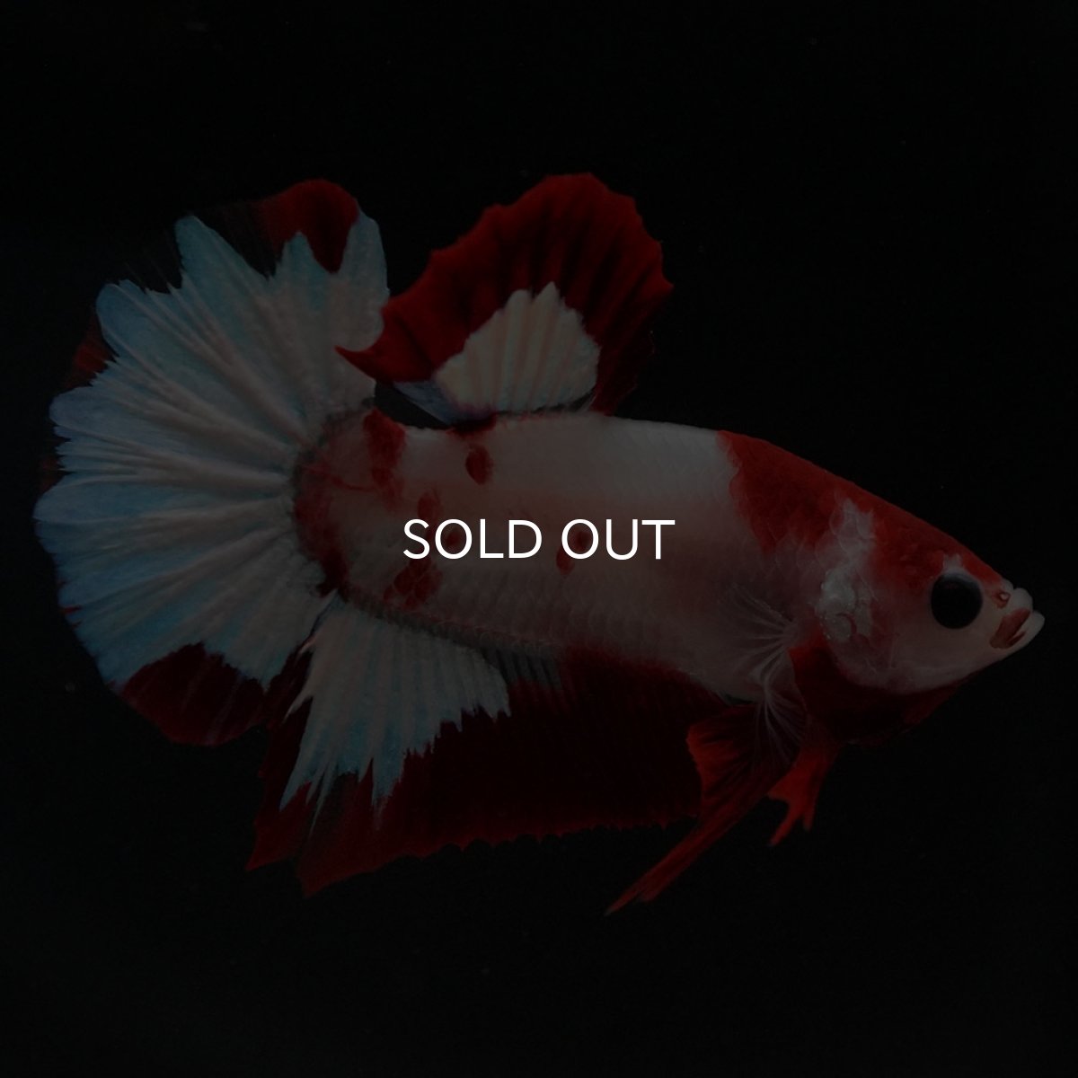 画像5: HMPK ファンシーレッド (5)