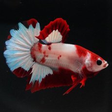 画像5: HMPK　ファンシーレッド (5)
