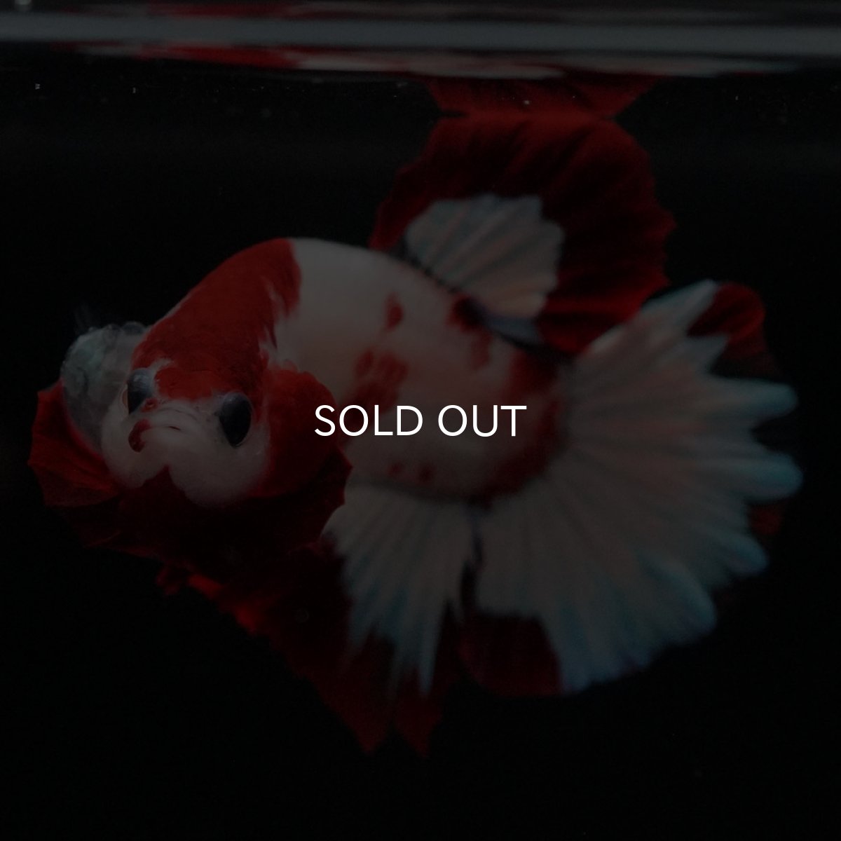 画像8: HMPK ファンシーレッド (8)