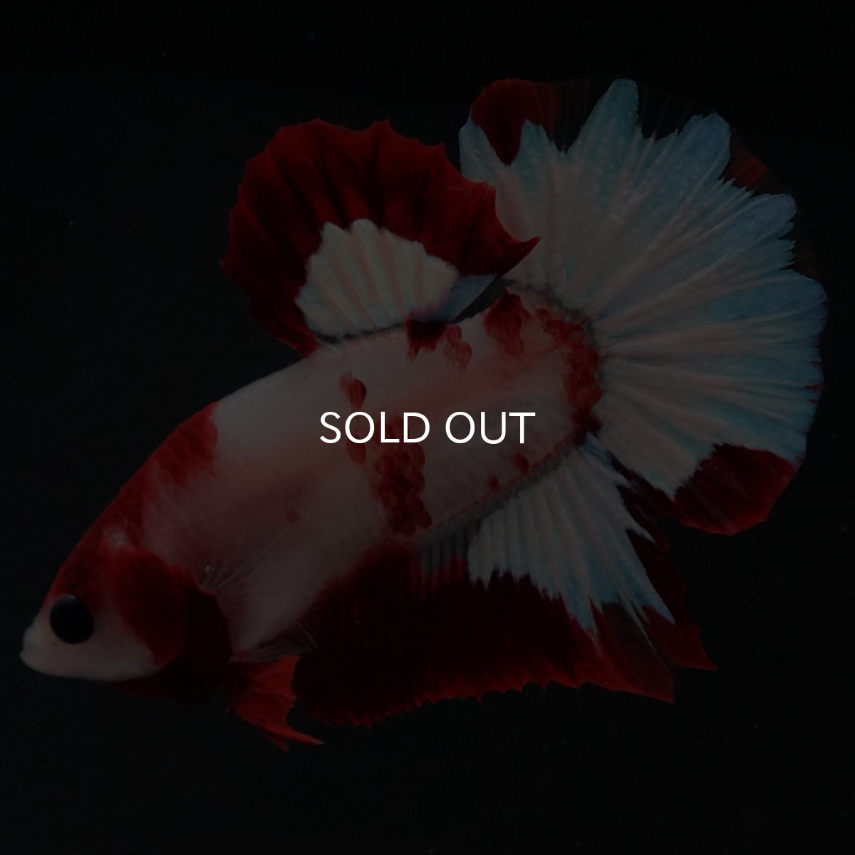 画像6: HMPK ファンシーレッド (6)