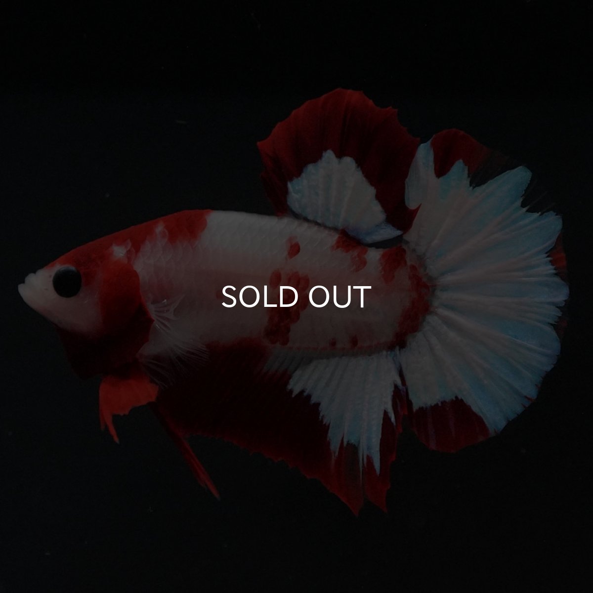 画像2: HMPK ファンシーレッド (2)