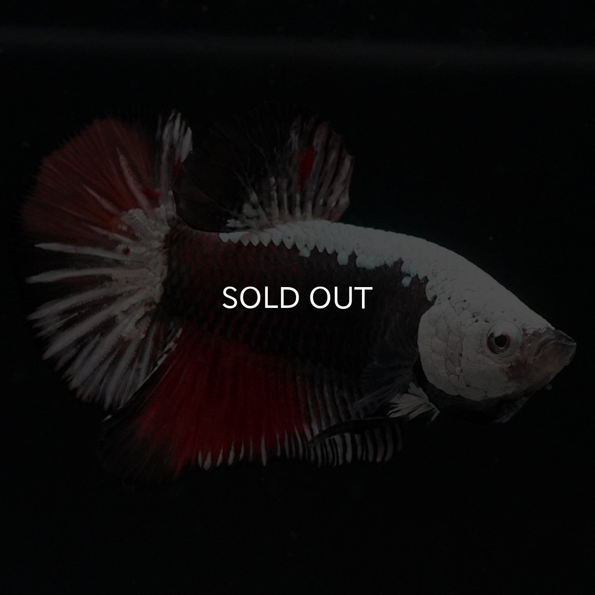 画像9: HMPK ブラックレッドサムライ 変わり柄 (9)