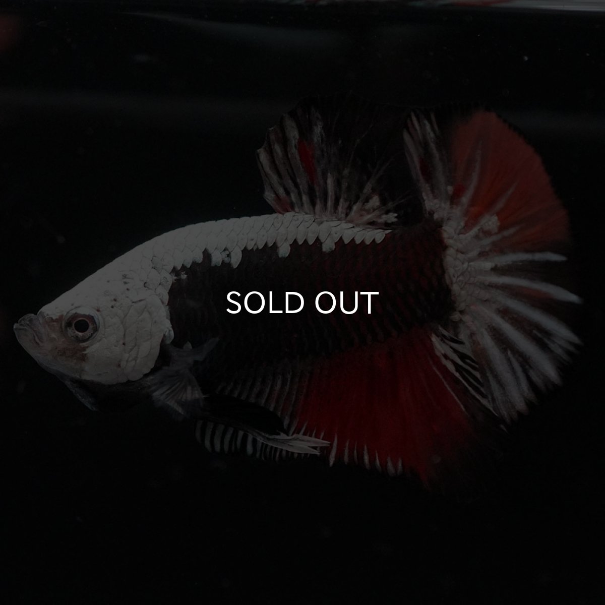 画像8: HMPK ブラックレッドサムライ 変わり柄 (8)