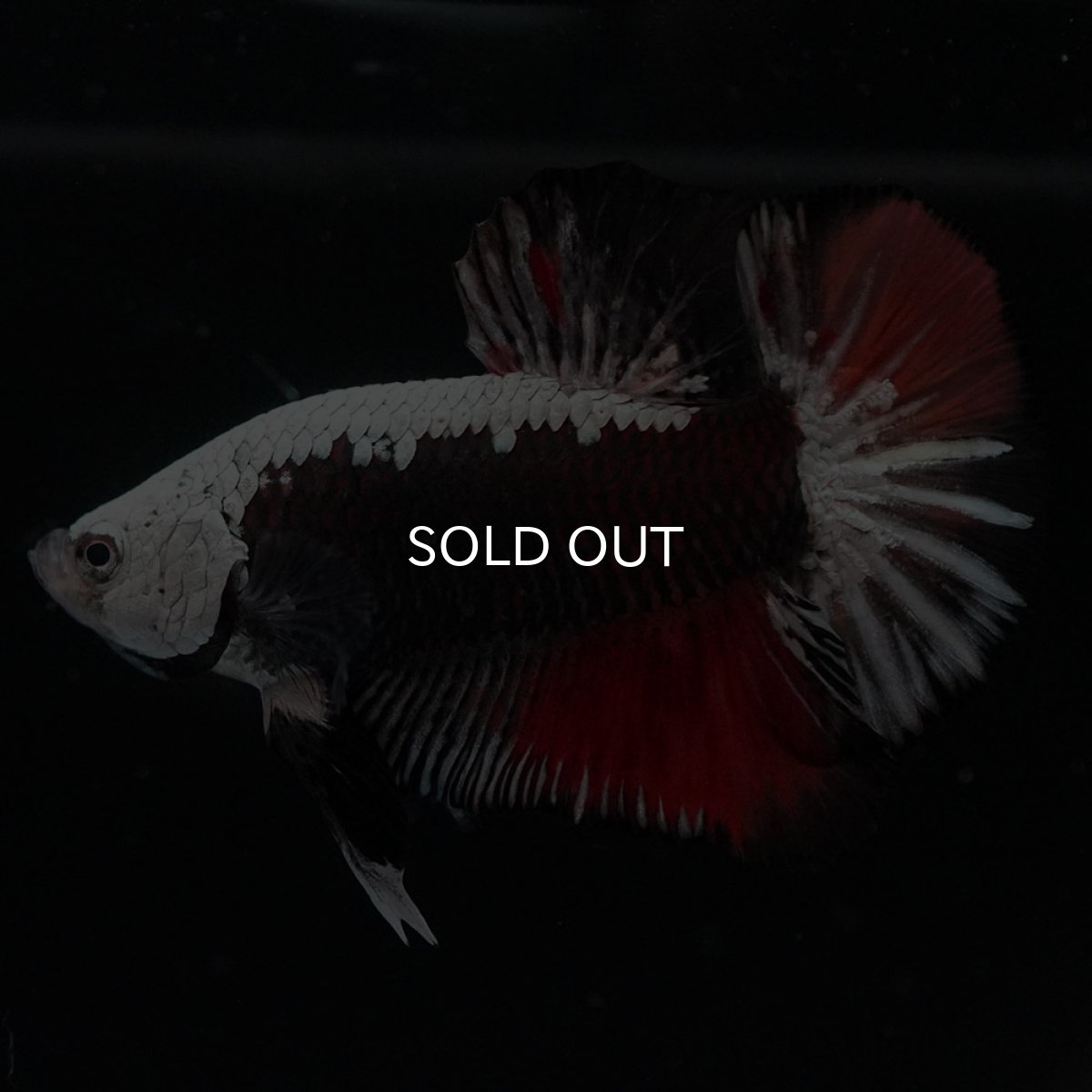 画像6: HMPK ブラックレッドサムライ 変わり柄 (6)