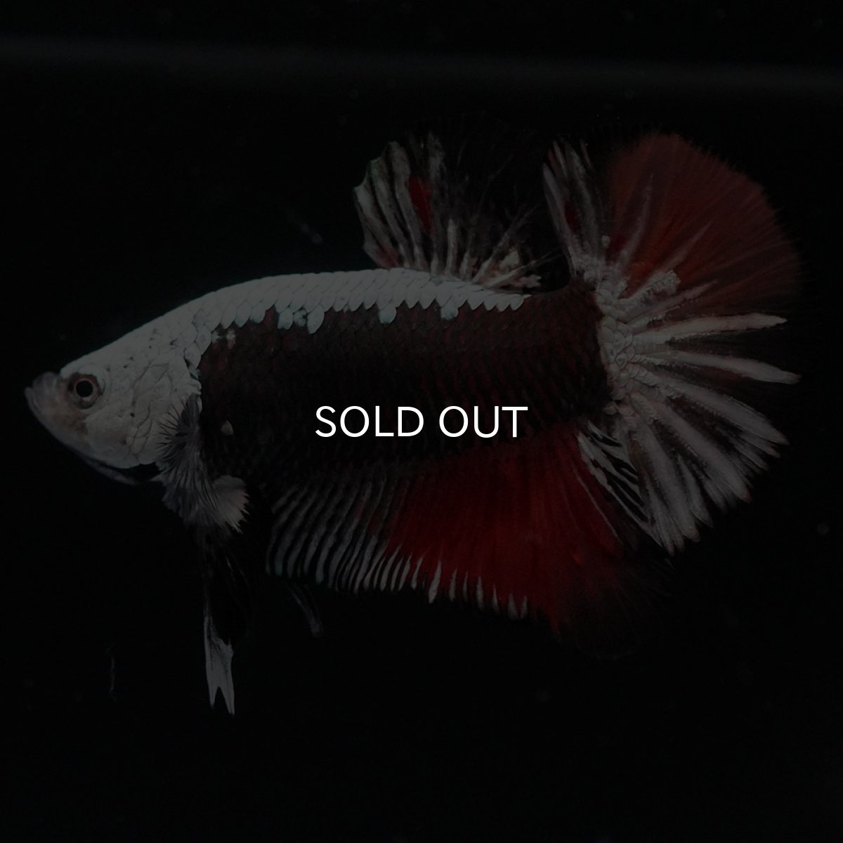 画像4: HMPK ブラックレッドサムライ 変わり柄 (4)