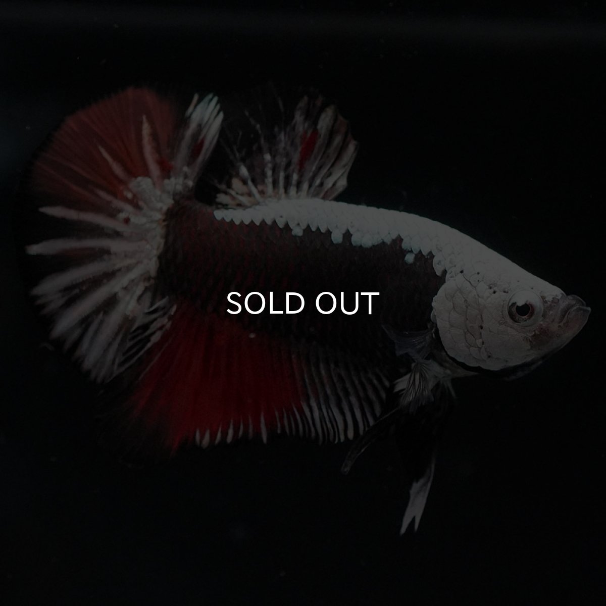 画像7: HMPK ブラックレッドサムライ 変わり柄 (7)