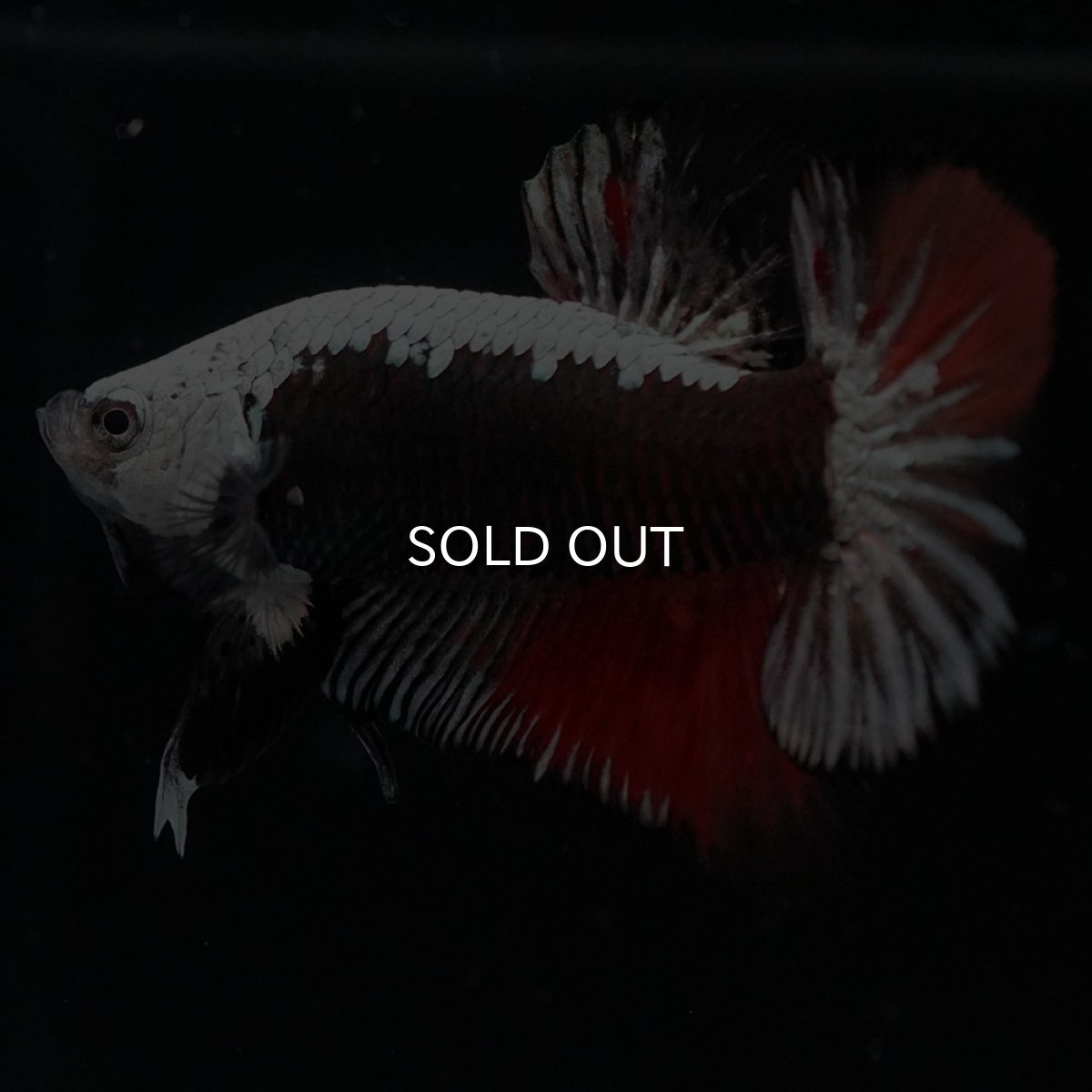 画像2: HMPK ブラックレッドサムライ 変わり柄 (2)