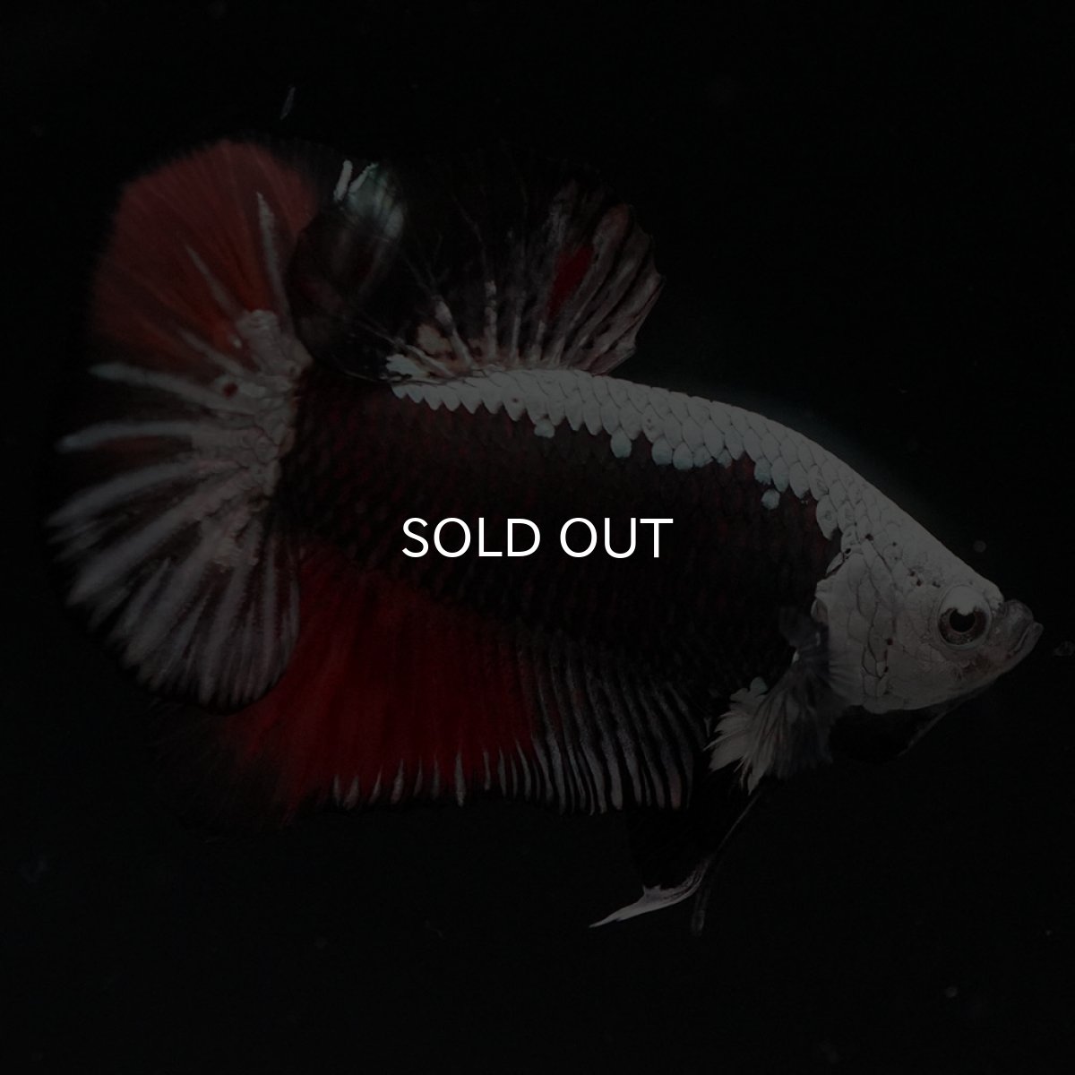 画像5: HMPK ブラックレッドサムライ 変わり柄 (5)