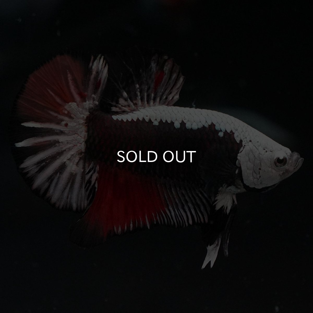 画像3: HMPK ブラックレッドサムライ 変わり柄 (3)