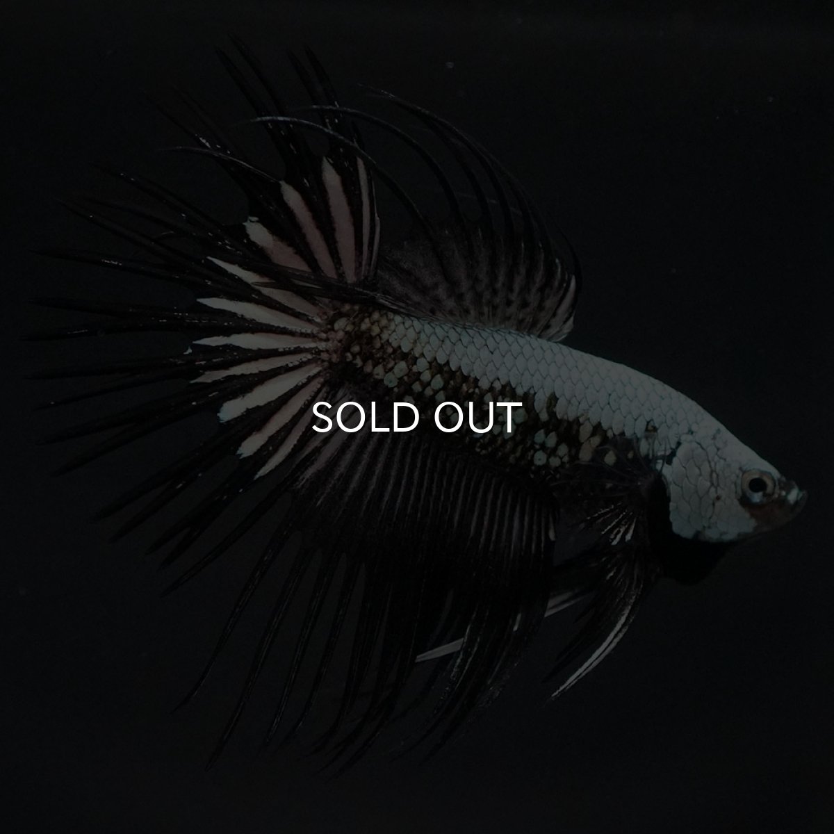 画像8: CT　プラチナブラックドラゴン (8)