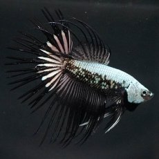 画像8: CT　プラチナブラックドラゴン (8)