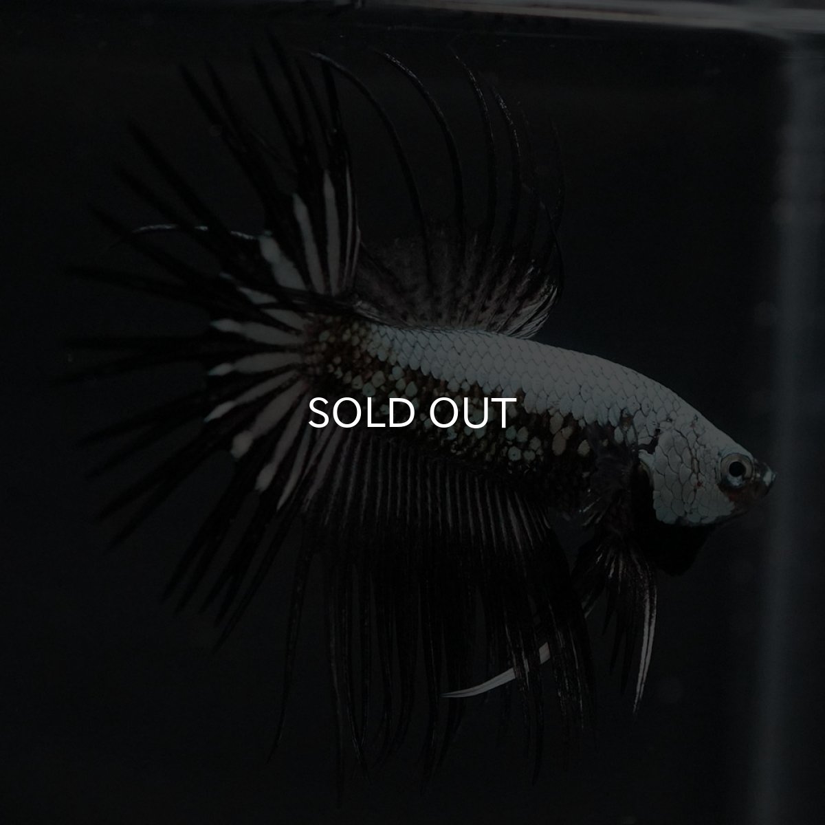 画像7: CT　プラチナブラックドラゴン (7)