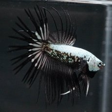 画像7: CT　プラチナブラックドラゴン (7)