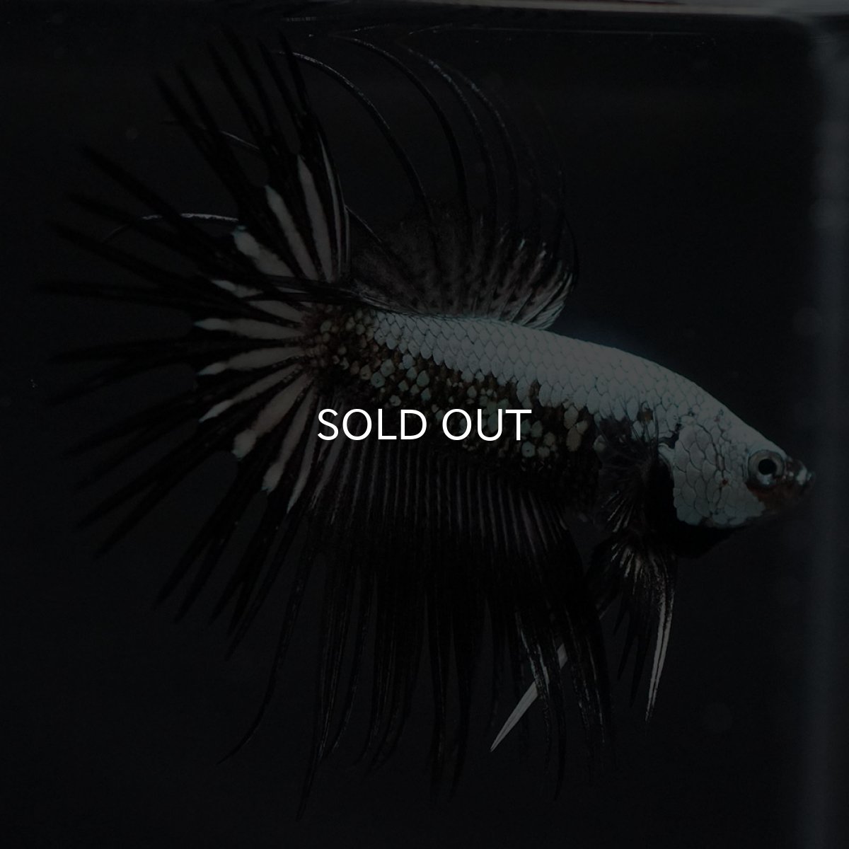 画像5: CT　プラチナブラックドラゴン (5)