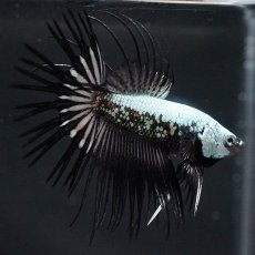 画像5: CT　プラチナブラックドラゴン (5)