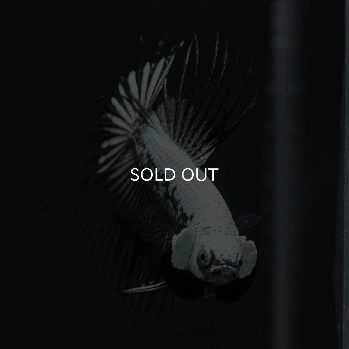 画像3: CT　プラチナブラックドラゴン (3)