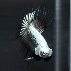 画像3: CT　プラチナブラックドラゴン (3)
