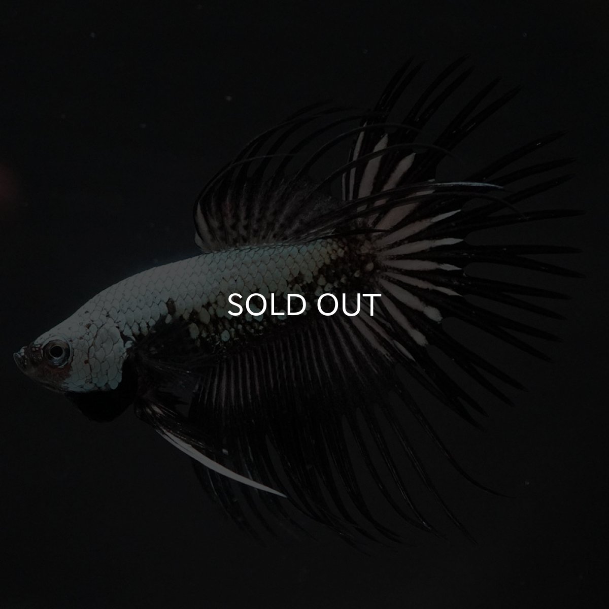 画像4: CT　プラチナブラックドラゴン (4)