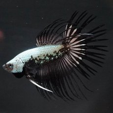 画像4: CT　プラチナブラックドラゴン (4)