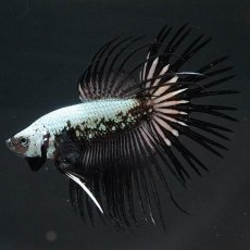 画像1: CT　プラチナブラックドラゴン (1)