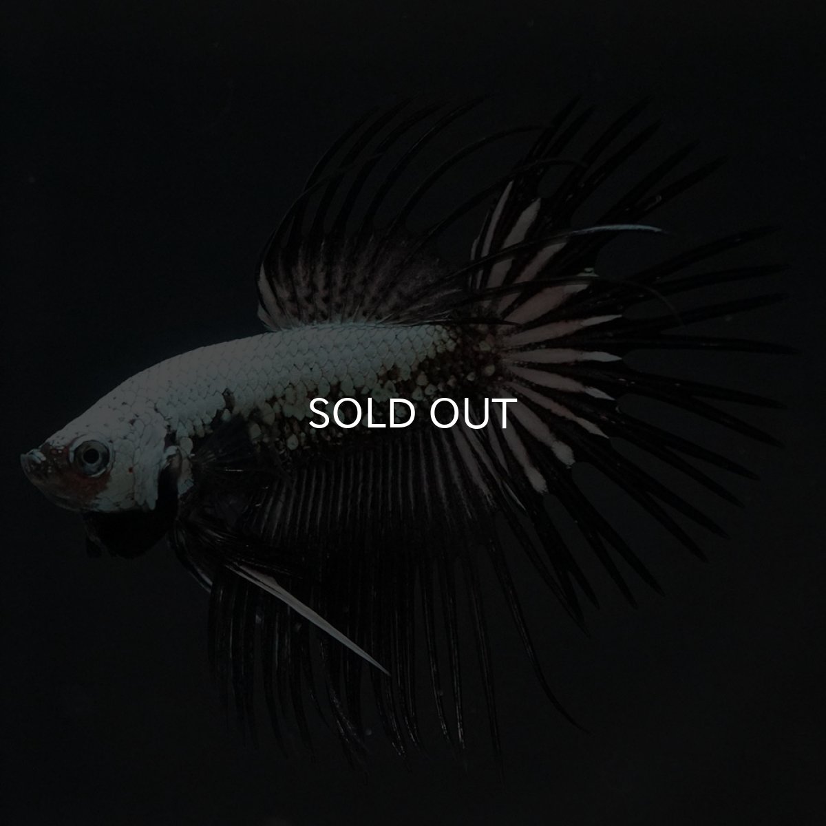 画像6: CT　プラチナブラックドラゴン (6)