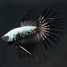 画像6: CT　プラチナブラックドラゴン (6)