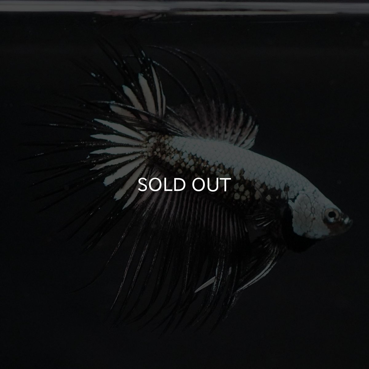 画像2: CT　プラチナブラックドラゴン (2)