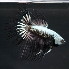 画像2: CT　プラチナブラックドラゴン (2)