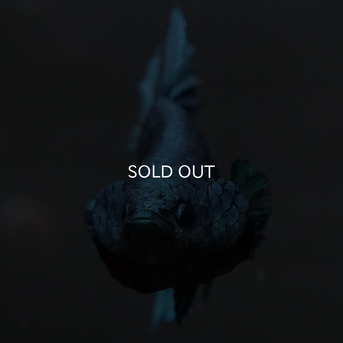 画像3: GHMPK ソリッドブルー (3)